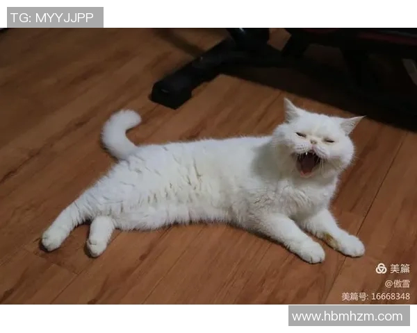 足球球星突然一脚踢出球瞬间，猫猫被吓得猛地跳起，表情超可爱